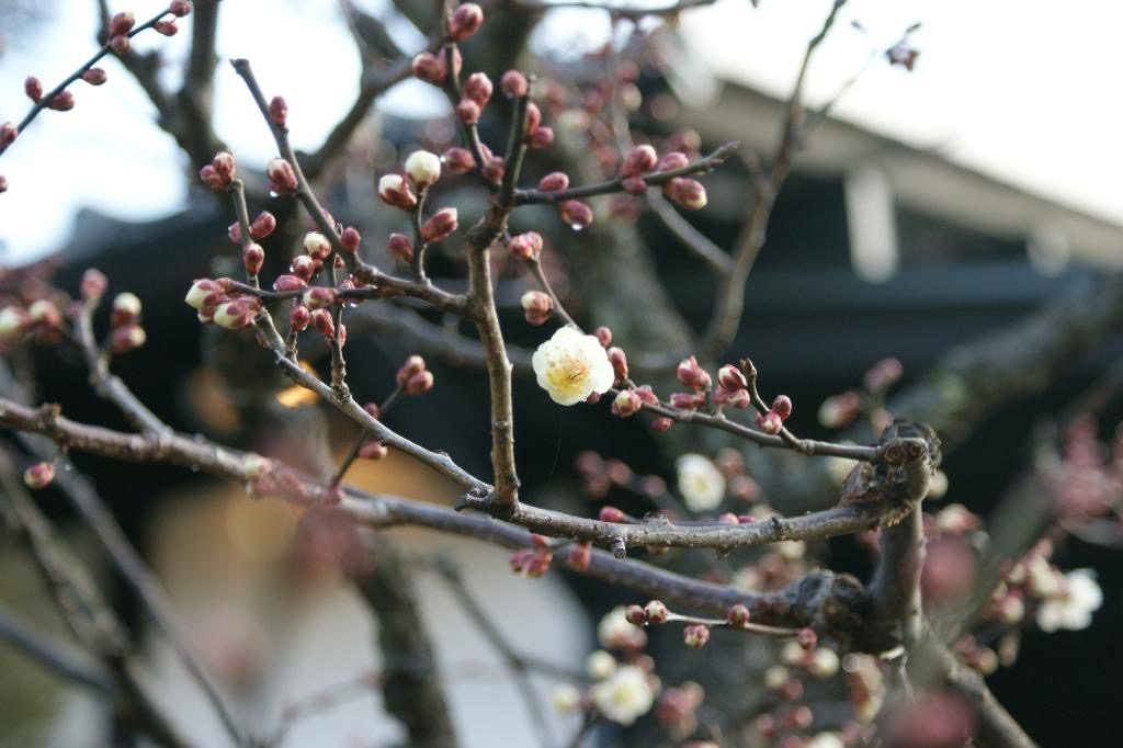 Kirsikankukkia puhkeamaisillaan