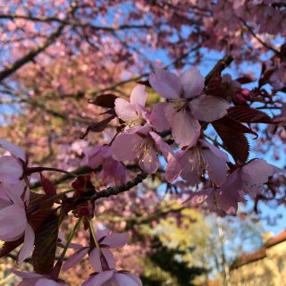Tabikauppa Roihuvuoren hanamissa