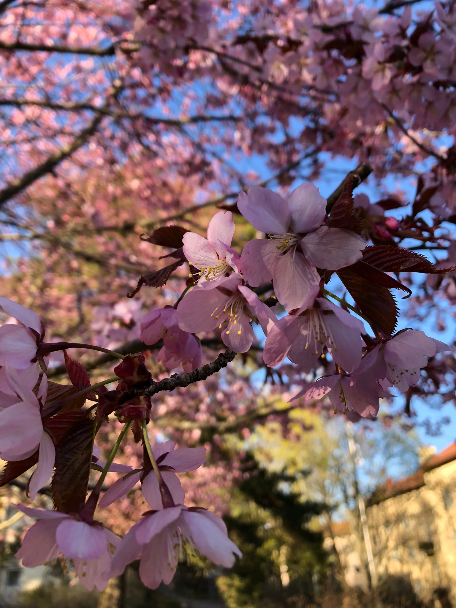 Tabikauppa Roihuvuoren hanamissa