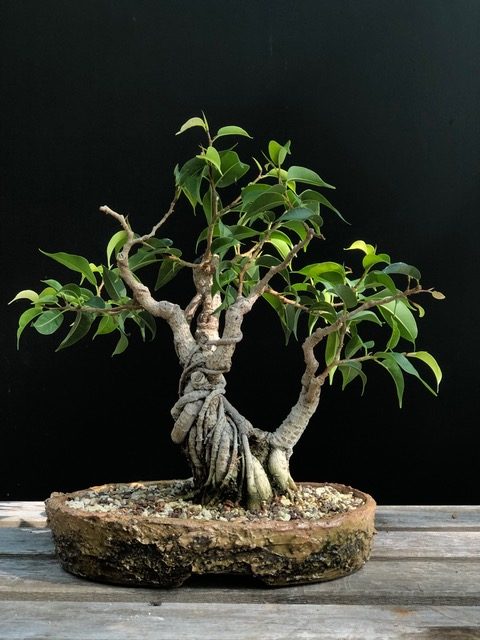 Bonsai – hidasta harmoniaa 11.9.